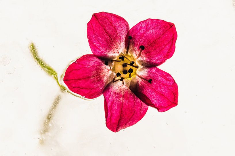 Saxifraga in Eis 1 von Marc Heiligenstein