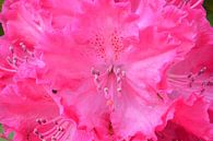 Rhododendron in pink  by Gera Wijlens thumbnail