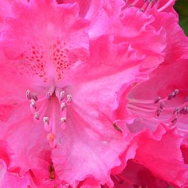 Rhododendren in rosa  von Gera Wijlens