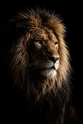 Majestueux lion dans la pénombre – portrait sauvage puissant aux tons chauds