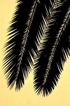 PALM LEAVES 1