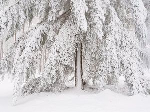 Schnee bedeckt die Bäume im Wald in Nordbrabant, Niederlande