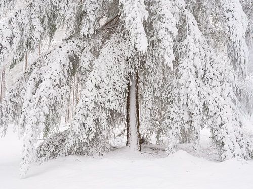 Sneew bedekt de bomen in het bos in Noord-Brabant, Nederland van Bas Meelker