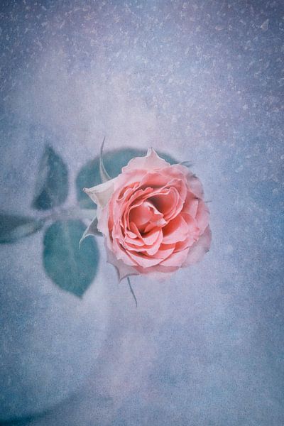 Winterrose von Claudia Moeckel