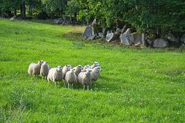 Schafherde auf einer grünen Wiese. Skandinavische Landschaft. Nutztier. von Martin Köbsch