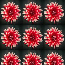 Red and white dahlia by Henriette Tischler van Sleen