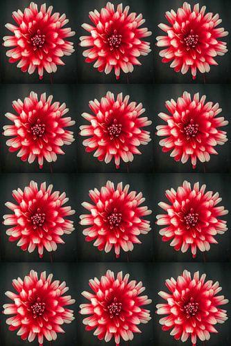 Dahlia rood wit