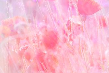 Roze Klaprozen Veld | Artistieke Natuurfotografie van Nanda Bussers