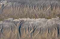 Baobabbomen in het zand