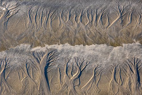 Baobab trees in the sand