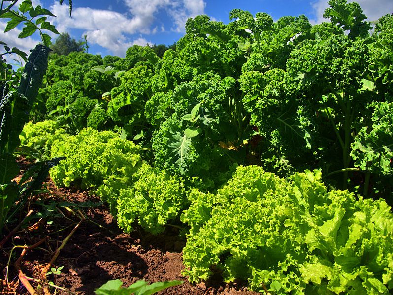 Boerenkool en salade van Edgar Schermaul