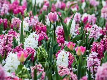 Blumenfeld mit Hyazinthen und Tulpen von monique van leent