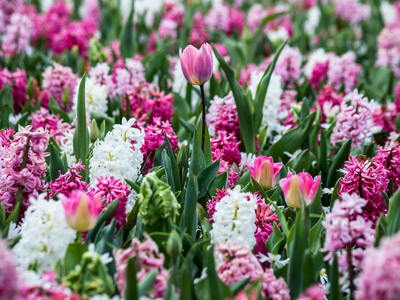 flower field with hyacinth and tulips by monique van leent