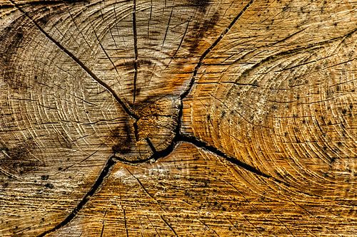 Scheuren in boomstam