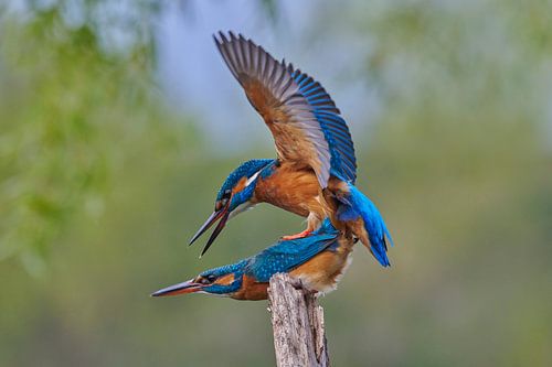 IJsvogel - Paring in het voorjaar