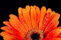 Gerbera (Nahaufnahme)