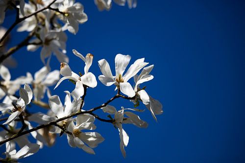 Magnolia blossoms