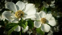 De bloemen in de botanische tuinen van Wageningen