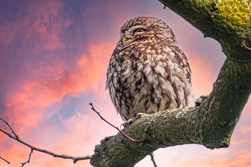Steinkauz in Abendrot von Michiel Leegerstee