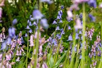 Field with hyacinths