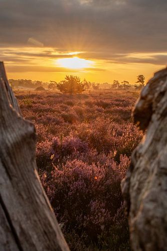 Gouden zonnestralen en de paarse heide van Christianne de Weerd