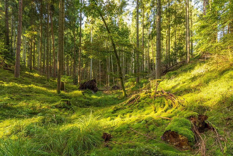 Bäume (Sletten Vikings Camp Grounds) - Ry (Dänemark) von Marcel Kerdijk