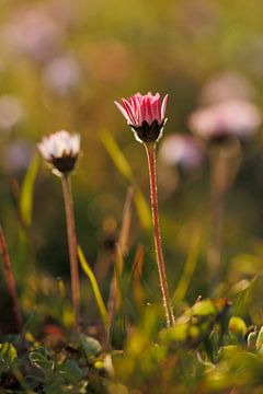 Marguerite 'Golden Hour' sur Dagmar Hijmans