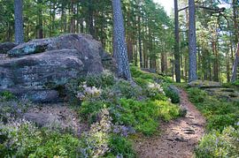 Roche de Fées, a place of power in the Vosges Mountains by Tanja Voigt