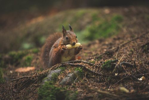 Eekhoorn met nootje in het bos