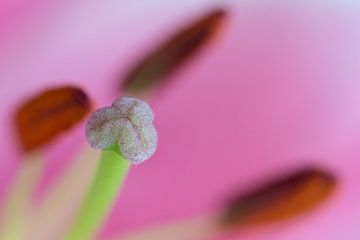 Pink lily by Kok and Kok