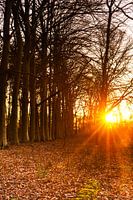Zonnestralen door de bomen