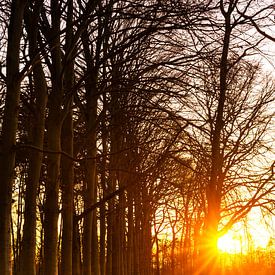 Zonnestralen door de bomen van Ronald Buitenhuis