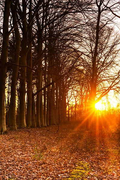 Des rayons de soleil à travers les arbres par Ronald Buitenhuis