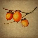 Orangenbeeren von Jan Keteleer Miniaturansicht