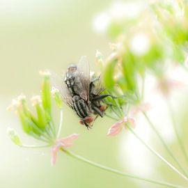 Intimiteit in Friesland by Jacintha Van beveren