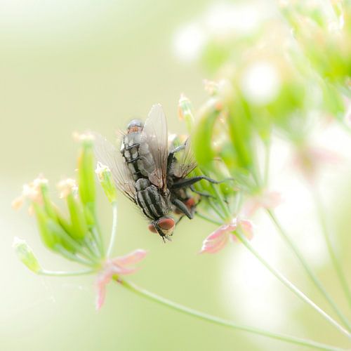 Intimiteit in Friesland