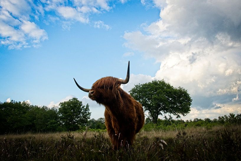 Schotse Hooglander heerst! van Theo Felten