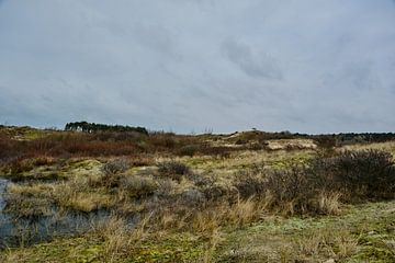 De duinen tussen Wassenaar en Katwijk, het ijs staat op de vennetjesDe duinen tussen Wassenaar en Katwijk, het ijs staat op de vennetjes van Eugenio Eijck