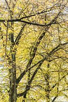 Autumn in downtown Den Bosch