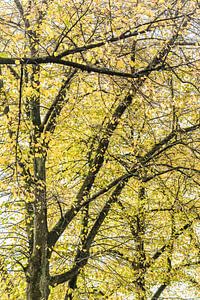 Herbst in der Innenstadt von Den Bosch