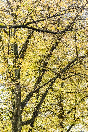 Herfst in Den Bosch