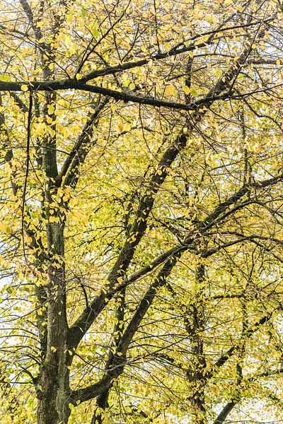 Autumn in downtown Den Bosch by Photolovers reisfotografie