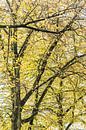 Autumn in downtown Den Bosch by Photolovers reisfotografie thumbnail