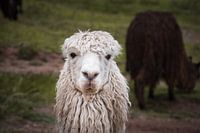 Alpaca
