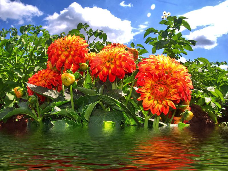 Fleurs de Bach par Edgar Schermaul