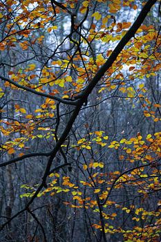 Herbstfarben in den Wäldern der Hoge Veluwe