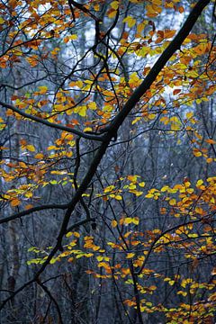 Autumn colours in the Hoge Veluwe forest by Martin Hendriks
