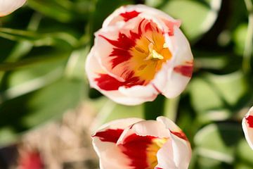 Kleurrijke Tulp Petten van Tom Verdam