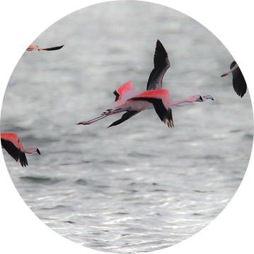 Flamingo's 2  van Marloes van der Beek-Rietveld