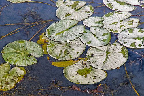 Waterlelieblad Groen Abstract